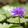 掛川花鳥園２