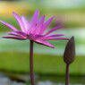 掛川花鳥園３