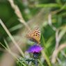 池の平のチョウ　１　DSC_5904