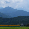 稲穂も出揃い