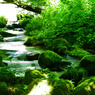 奥大山木谷沢渓流