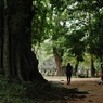 a trunk