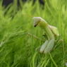 カマキリ　7639　コキアで獲物を待ってます！