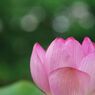 晩夏　大賀ハス　Ⅱ