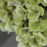 紫陽花12 2018 C2100UZ