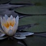 花蓮(かれん）