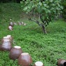 路上観察