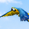 ルリコンゴウインコ③