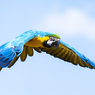 ルリコンゴウインコ⑦