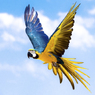 ルリコンゴウインコ⑨
