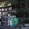 杉に抱かれたお店