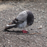 鳩4