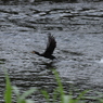水辺の鳥3