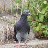 鳩1