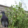 鳩2
