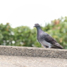 鳩3