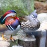 おしどり夫婦