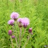 僕のトゲトゲは優しいからお化粧ブラシに使えるかもよ。（コペンハーゲンの野原の花）