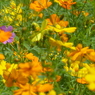 夏に咲く花
