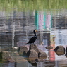 何の鳥？1