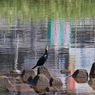何の鳥？2