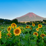 富士山とひまわり