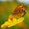 初秋　ヒョウモンチョウ？　Ⅱ
