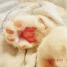 ネコの肉球…もふもふ