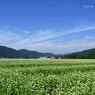 蕎麦畑