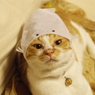 烏賊