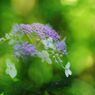 初秋　ヤマアジサイ　Ⅱ