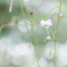 桂月の由明 -6