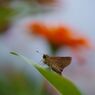 初秋　セセリチョウt
