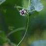 野の花