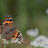 ニラの花にアカタテハ　２　DSC_7653