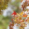 紅葉狩りの練習