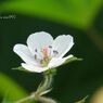 小花