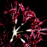 紅花-akaihana-
