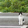 駐車場のネコさん