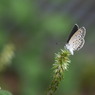 写真掌編：菊芋をめぐる冒険２：大和蜆（ヤマトシジミ）の逡巡