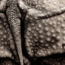 rhino's hip