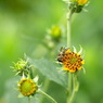 写真掌編：菊芋をめぐる冒険５：蜜蜂と長老菊芋