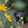 黒い蜜ハンター、、、。