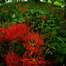 虫時雨　曼珠沙華