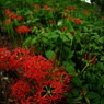 虫時雨　曼珠沙華　Ⅱ