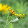 写真掌編：菊芋をめぐる冒険６：菊芋長老の話し