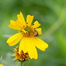 写真掌編：菊芋をめぐる冒険７：風の話