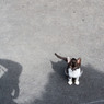 見下ろすなって