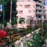 都電荒川線の前に咲く