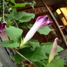 茶屋街に咲く花